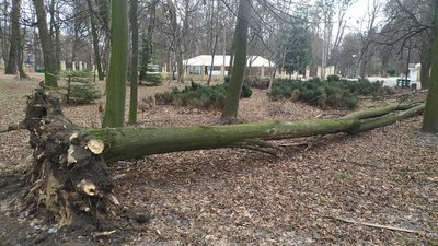 Повалене дерево у парку Шевченка Повалене дерево у парку Шевченка