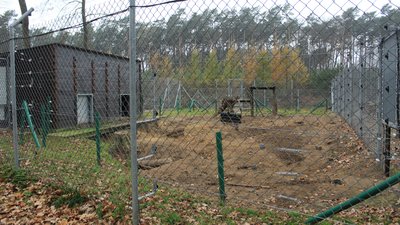 Ці ями вирили ведмеді. Так вони вчаться будувати собі барлоги Ці ями вирили ведмеді. Так вони вчаться будувати собі барлоги