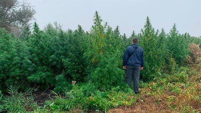 Коноплі на 2 мільйони доларів: на Херсонщині затримали наркоплантаторів