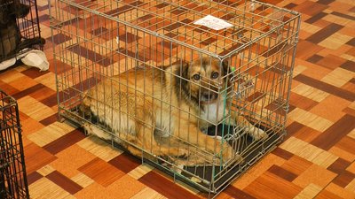 тварини безкоштовно стерилізують волонтери благодійний фонд "Happy Paw" Костянтинівка Донеччина тварини безкоштовно стерилізують волонтери благодійний фонд "Happy Paw" Костянтинівка Донеччина