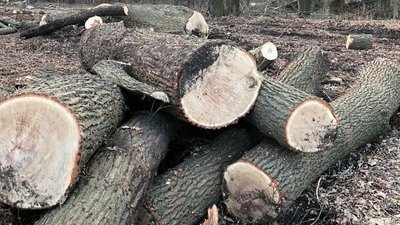Кіровоградська облпрокуратура підозрює лісівників у незаконному вирубуванні дуба