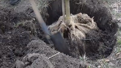 Тернопіль бере участь у Всеукраїнському екопроєкті "Озеленення України"