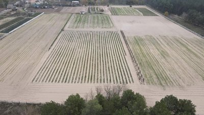 У Олешківському лісництві на Херсонщині проводять осінню лісокультурну кампанію: що це означає У Олешківському лісництві на Херсонщині проводять осінню лісокультурну кампанію: що це означає