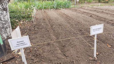 У Херсоні юннати висадили дерева