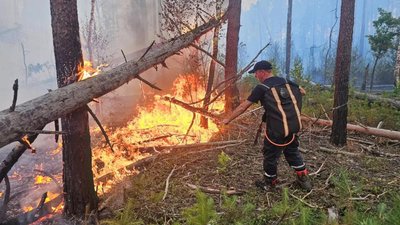 Житомир, лісова пожежа, ДСНС, вогонь, рятувальник