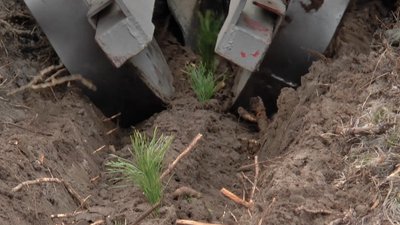 Тут виростуть нові дерева Тут виростуть нові дерева