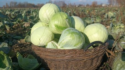 Чи заорюють аграрії Рівненщини цьогорічний врожай овочів