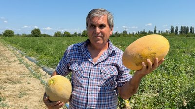 Іштван Мезеї, дині, фермер