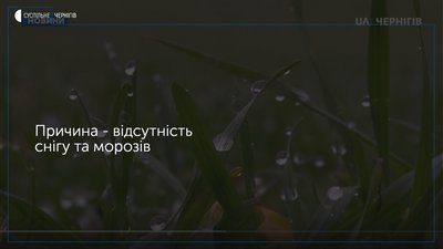 Без снігу та з дорожчим зерном: через потепління на полях Новгород-Сіверзини хворіє озимина