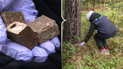 Збільшується кількість скажених тварин: як проводять імунізацію на Рівненщині