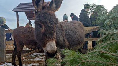 Два прикарпатські села об'єдналися, щоб провести різдвяний фестиваль Два прикарпатські села об'єдналися, щоб провести різдвяний фестиваль