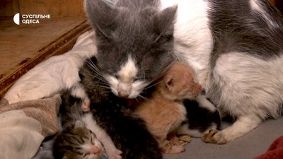 Безпритульні коти в Одесі