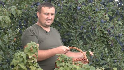 Унікальний сад на Волині: сотні сортів фруктів та горіхів Унікальний сад на Волині: сотні сортів фруктів та горіхів