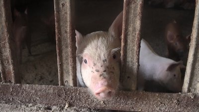 "Будемо тут до останнього": як працюють у фермерському господарстві в селі Зарічне, в яке торік влучила російська ракета "Будемо тут до останнього": як працюють у фермерському господарстві в селі Зарічне, в яке торік влучила російська ракета