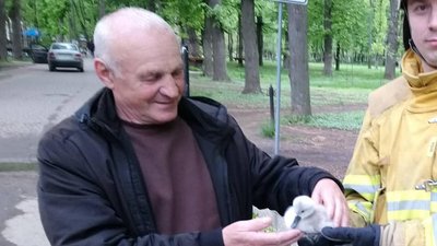 В Івано-Франківську комунальники врятували лебеденятко