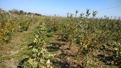У селі Костирка на Херсонщині селяни втратили врожай городини через обробку полів з літака