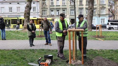 Висадка дерев у Львові