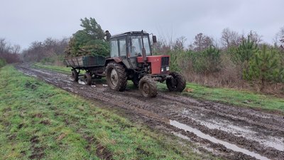 Як вирощують новорічні дерева на Миколаївщині та від чого залежить їхня ціна Як вирощують новорічні дерева на Миколаївщині та від чого залежить їхня ціна