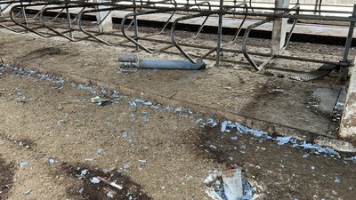 Втратили дві тисячі корів: як пережила окупацію агроферма у Шестаковому на Харківщині
