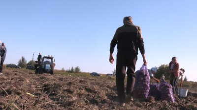 На Черкащині збирають урожай "Садів перемоги" На Черкащині збирають урожай "Садів перемоги"
