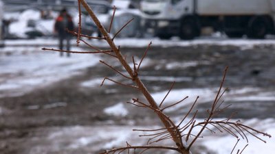 утилізація новорічних дерев у Луцькій громаді утилізація новорічних дерев у Луцькій громаді