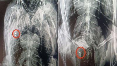 У лебедя із полтавського дендропарку стріляли У лебедя із полтавського дендропарку стріляли