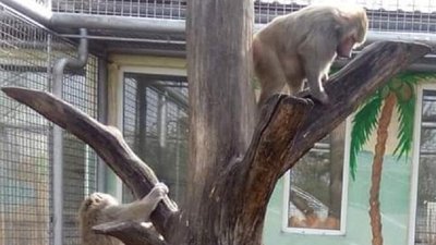 У вінницькому зоопарку весняне поповнення У вінницькому зоопарку весняне поповнення