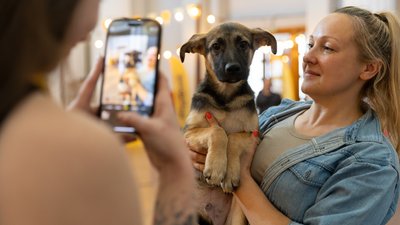 безпритульні тварини, фестиваль адопції AdoptMe Days