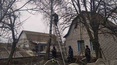 На Житомирщині аварійне дерево впало і перекрило рух транспорту На Житомирщині аварійне дерево впало і перекрило рух транспорту