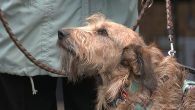 Собака Бородань Собака Бородань