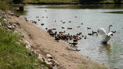Зниження рівня води у ставку полтавського дендропарку: що говорять фахівці