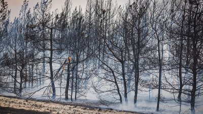 ЛІсова пожежа Луганська область