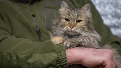 "Маленький антистрес у нас". Кішка Муся з Донеччини несе службу разом з бійцем 128-ї бригади "Дике поле"