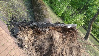 Через буревій у Чернігові впали дерева: пошкоджені автомобілі, травмованих немає