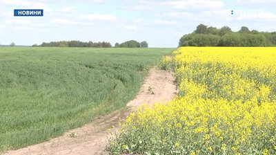 На Новгород-Сіверщині аграрії продовжують обробляти поля не попереджаючи бджолярів На Новгород-Сіверщині аграрії продовжують обробляти поля не попереджаючи бджолярів