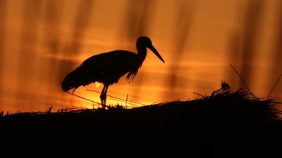 Історія сліпого лелеки Робінзона, який майже рік живе в Нацпарку на Одещині Історія сліпого лелеки Робінзона, який майже рік живе в Нацпарку на Одещині