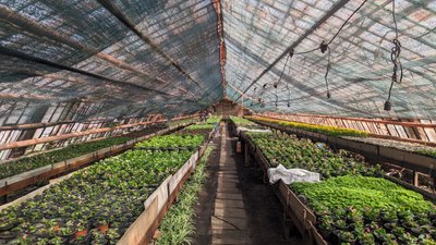 Понад 80 тисяч рослин висадять на квітниках Житомира Понад 80 тисяч рослин висадять на квітниках Житомира