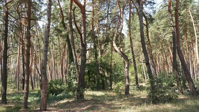 У лісах Кіровоградщини побільшало безплатних місць відпочинку. Хто і як їх створює У лісах Кіровоградщини побільшало безплатних місць відпочинку. Хто і як їх створює