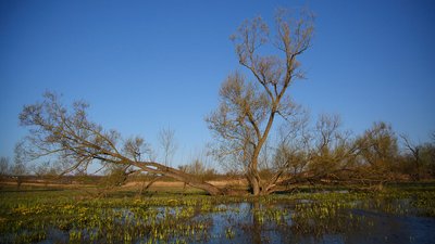 Село Велика Северинка Кропивницького району