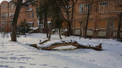 Херсон, погода, сквер, сніг, дерево