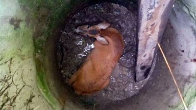 На Волині з покинутого колодязя врятували косулю