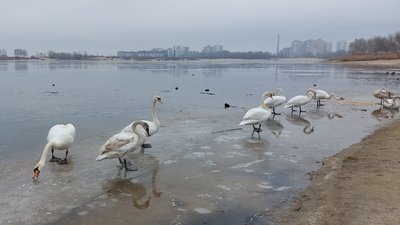У Черкасах зимують лебеді У Черкасах зимують лебеді