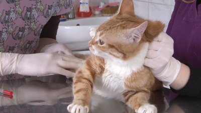 Операції для котів та собак оплачують за гроші з міської програми Операції для котів та собак оплачують за гроші з міської програми