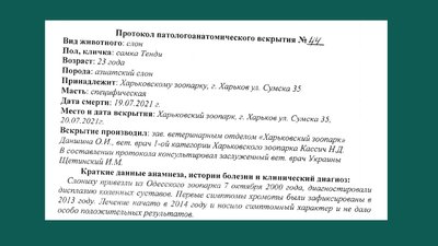 Смерть слонихи Тенді у Харкові: стало відомо, що у висновку розтину Смерть слонихи Тенді у Харкові: стало відомо, що у висновку розтину