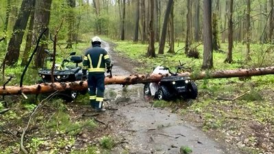 Внаслідок падіння дерева загинула жінка у Черкасах