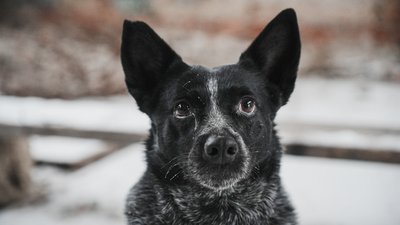 Собака — герой України Мрія