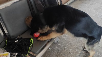 собаки поліція харків собаки поліція харків