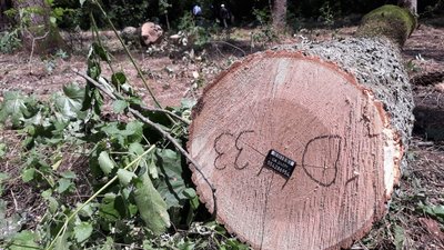 Як чіпують зрізані у лісгоспах дерева та які дані можна дізнатись за номером бирки на деревині