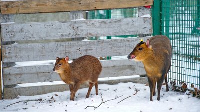 У харківському екопарку народився олень, який гавкає