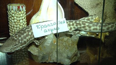 Жителька Херсонщини створила вдома музей морських риб